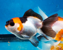 Load image into Gallery viewer, Panda Monster Oranda Goldfish Female? (3 inches). Imported from Thailand