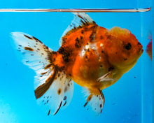 Load image into Gallery viewer, Calico Shogun Godzilla Oranda Female (4.5 inches) Imported from Thailand