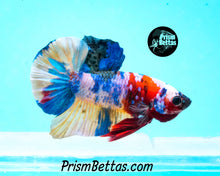 Load image into Gallery viewer, Rainbow Marble Halfmoon Plakat Male