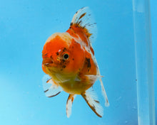 Load image into Gallery viewer, Calico Shogun Godzilla Oranda Female (4.5 inches) Imported from Thailand