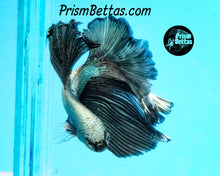 Load image into Gallery viewer, Copper Halfmoon Male