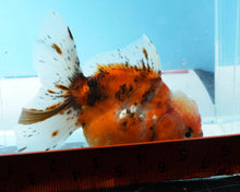 Load image into Gallery viewer, Calico Shogun Godzilla Oranda Female (4.5 inches) Imported from Thailand
