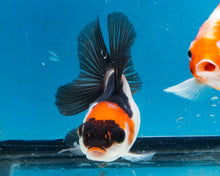 Load image into Gallery viewer, Panda Monster Oranda Goldfish Female? (3 inches). Imported from Thailand