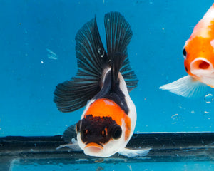 Panda Monster Oranda Goldfish Female? (3 inches). Imported from Thailand