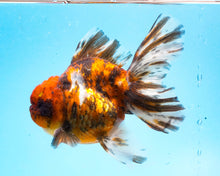 Load image into Gallery viewer, Tiger Calico Oranda  (3.5 inches) Imported from Thailand