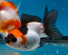 Load image into Gallery viewer, Panda Monster Oranda Goldfish Female? (3 inches). Imported from Thailand