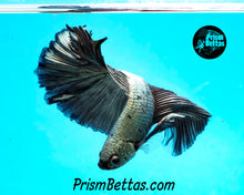 Load image into Gallery viewer, Copper Halfmoon Male