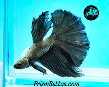 Load image into Gallery viewer, Copper Halfmoon Male