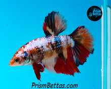 Load image into Gallery viewer, Rainbow Marble Halfmoon Female