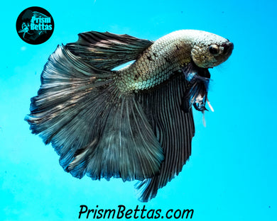 Copper Halfmoon Male