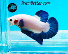 Load image into Gallery viewer, Blue Rim Halfmoon Plakat Male
