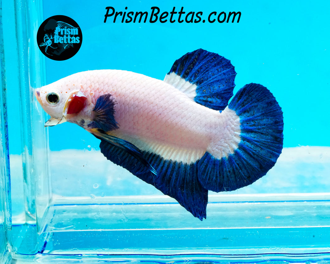 Blue Rim Halfmoon Plakat Male