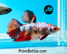 Load image into Gallery viewer, Rainbow Marble Halfmoon Female