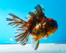 Load image into Gallery viewer, Tiger Calico Oranda  (3.5 inches) Imported from Thailand