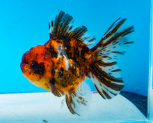 Load image into Gallery viewer, Tiger Calico Oranda  (3.5 inches) Imported from Thailand