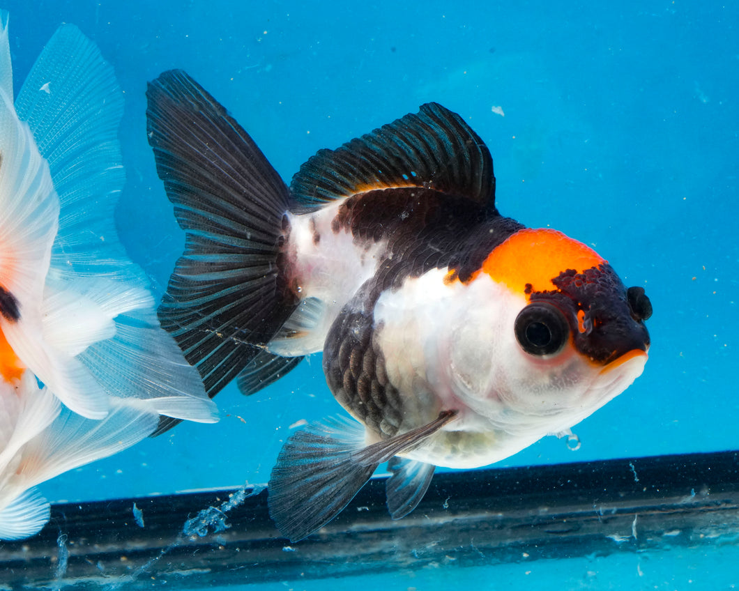 Panda Monster Oranda Goldfish Female? (3 inches). Imported from Thailand
