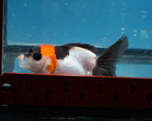 Load image into Gallery viewer, Panda Monster Oranda Goldfish Female? (3 inches). Imported from Thailand