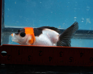 Panda Monster Oranda Goldfish Female? (3 inches). Imported from Thailand