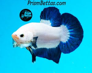 Blue Rim Halfmoon Plakat Male