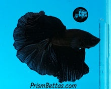 Load image into Gallery viewer, Super Black Halfmoon Male