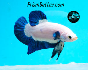 Blue Rim Halfmoon Plakat Male