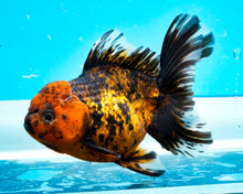 Load image into Gallery viewer, Calico Oranda  (4.5 inches) Imported from Thailand