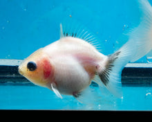 Load image into Gallery viewer, White Shogun Godzilla Oranda Goldfish (2.5 inches). Imported from Thailand