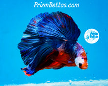 Load image into Gallery viewer, Marble Halfmoon Male