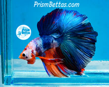 Load image into Gallery viewer, Marble Halfmoon Male
