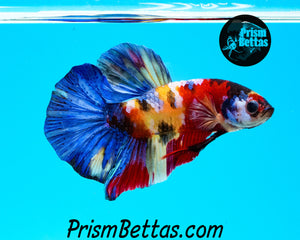 Candy Koi Halfmoon Plakat Male