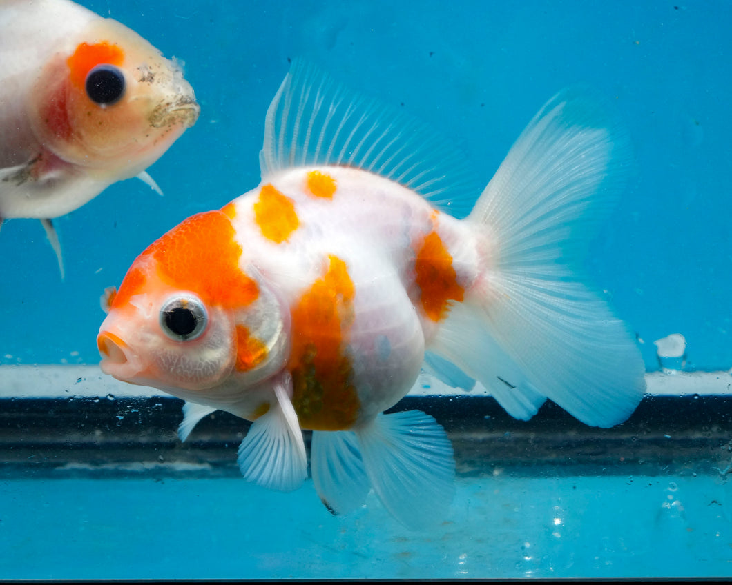 Sakaru Oranda Goldfish (3 inches). Imported from Thailand