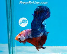 Load image into Gallery viewer, Marble Halfmoon Male