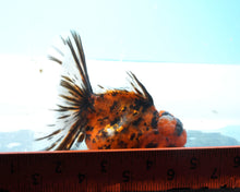 Load image into Gallery viewer, Calico Oranda  (3.5 inches) Imported from Thailand