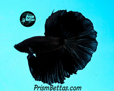 Super Black Halfmoon Male