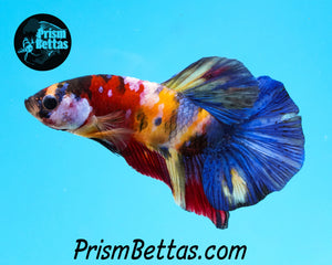 Candy Koi Halfmoon Plakat Male