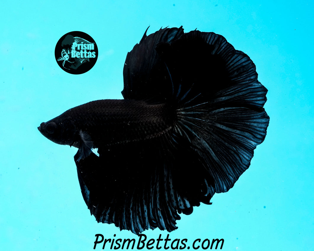 Super Black Halfmoon Male