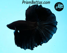 Load image into Gallery viewer, Super Black Halfmoon Male