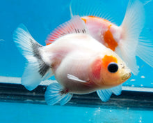 Load image into Gallery viewer, White Shogun Godzilla Oranda Goldfish (2.5 inches). Imported from Thailand
