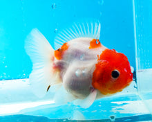 Load image into Gallery viewer, Red and White Shogun Godzilla Oranda  (3 inches) Imported from Thailand