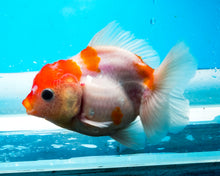 Load image into Gallery viewer, Red and White Shogun Godzilla Oranda  (3 inches) Imported from Thailand