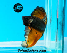 Load image into Gallery viewer, Copper Gas Halfmoon Male