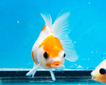 Load image into Gallery viewer, Sakaru Oranda Goldfish (3 inches). Imported from Thailand