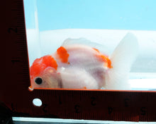 Load image into Gallery viewer, Red and White Shogun Godzilla Oranda  (3 inches) Imported from Thailand