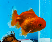 Load image into Gallery viewer, Orange Shogun Godzilla Oranda  (2.5-3 inches) Imported from Thailand