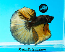 Load image into Gallery viewer, Copper Gas Halfmoon Male