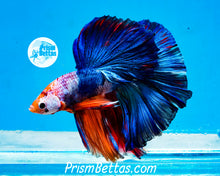 Load image into Gallery viewer, Marble Halfmoon Male