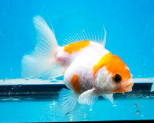 Load image into Gallery viewer, Sakaru Oranda Goldfish (3 inches). Imported from Thailand