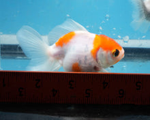 Load image into Gallery viewer, Sakaru Oranda Goldfish (3 inches). Imported from Thailand