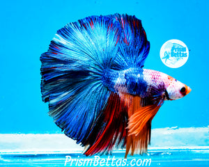 Marble Halfmoon Male