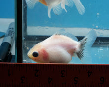 Load image into Gallery viewer, White Shogun Godzilla Oranda Goldfish (2.5 inches). Imported from Thailand